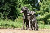 CANE CORSO 1004